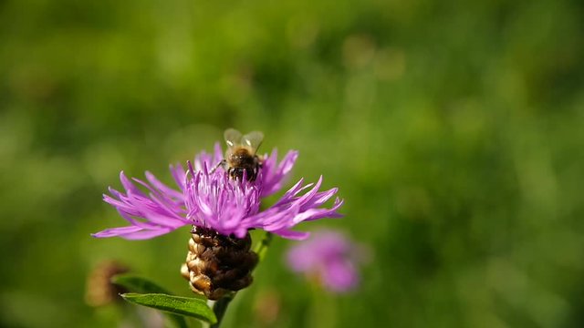 une abeille butine une fleur mauve et s'envole