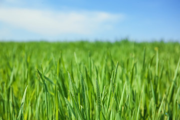 Green field on sunny spring day