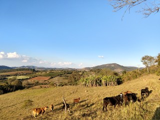 Pelos campos da ro&ccedil;a
