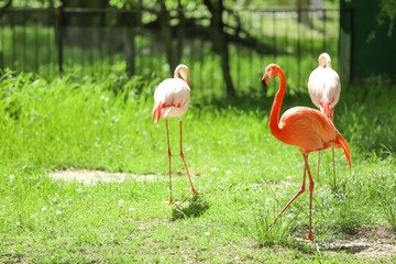 Beautiful flamingos in zoological garden