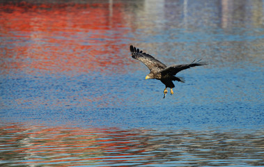 Obraz premium Eagles in the wild