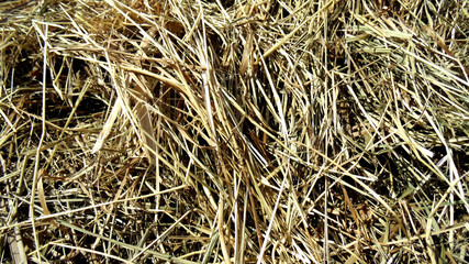 Abstract texture. Straw background. Rural texture