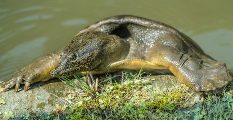 Koishikawa Korakuen Garden Chinese softshell turtle (Pelodiscus sinensis)  listed as vulnerable on the IUCN Red List. Also Known as Amyda japonica or Trionyx japonicus