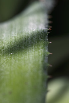 Stachelblatt einer Bromelie -  Bromelioideae