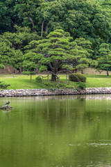 Old japanese pine tree reflections at Hamarikyu Gardens in Tokyo