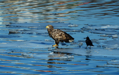 Eagles in the wild