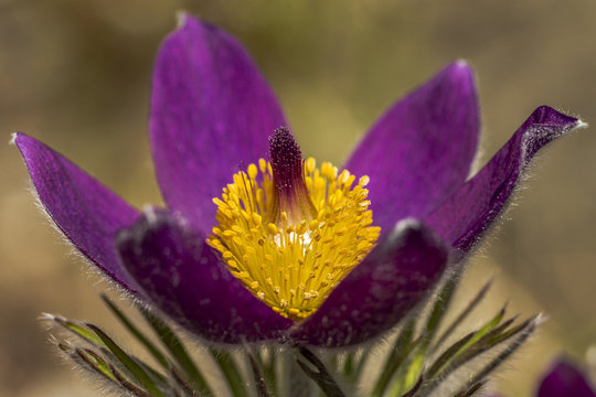 Gew&ouml;hnliche Kuhschelle - Pulsatilla vulgaris