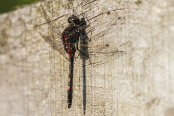 Nordische Moosjungfer - Leucorrhinia rubicunda im Moorgebiet