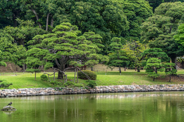 Naklejka premium Old japanese pine tree reflections at Hamarikyu Gardens in Tokyo