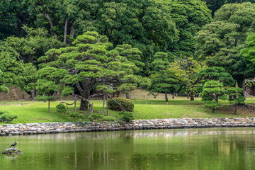 Old japanese pine tree reflections at Hamarikyu Gardens in Tokyo