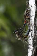Nordische Moosjungfer - Leucorrhinia rubicunda im Moorgebiet