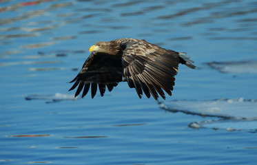 Eagles in the wild