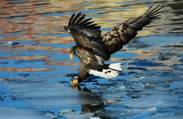 Eagles in the wild