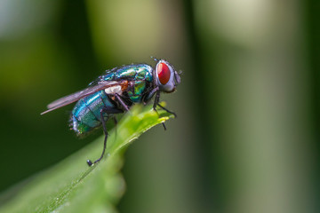 Naklejka premium Goldfliege - Lucilia sericata auf einem Blatt
