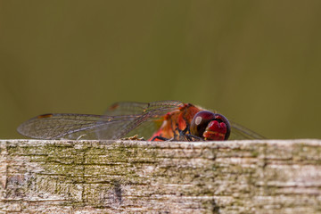 Blutrote Heidelibelle - Sympetrum sanguineum auf blühender Heide im Moorgebiet