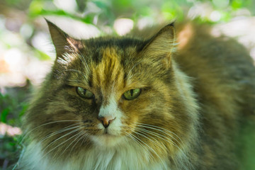 portrait of tricolor cat