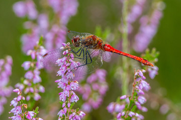 Blutrote Heidelibelle - Sympetrum sanguineum auf bl&uuml;hender Heide im Moorgebiet