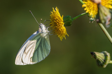 Rapsweissling - Pieris napi