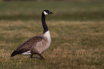 Canadagans - branta canadensis auf einer Wiese