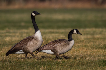 zwei Canadagaense - branta canadensis auf einer Wiese