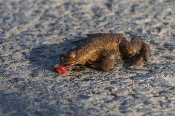 Tote Kroete auf einer Straße