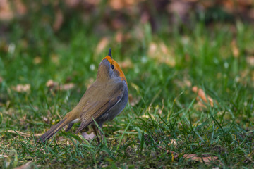 Rotkehlchen - erithacus rubecula mit Blick nach oben
