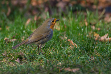 Rotkehlchen - erithacus rubecula