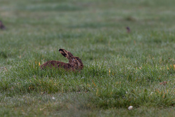 Feldhase - Lepus europaeus auf einer Wiese