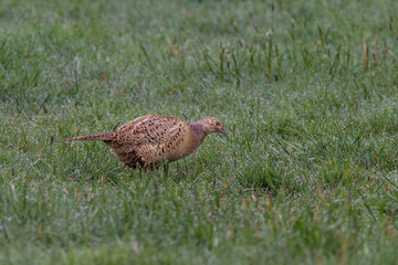 Ringfasan Weibchen - Phasianus torquatus auf einer Wiese
