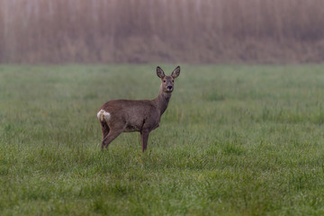 Europäisches Reh - Capreolus capreolus auf einer Wiese im Nebel