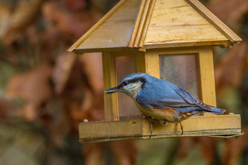 Kleiber - Sitta europaea am Futterhaus