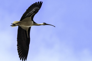 A juvenile Straw-necked Ibis flying on 20180819 at the Yarralumla Equestrian Park