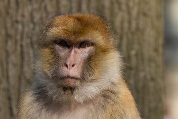Berberaffe - Macaca sylvanus