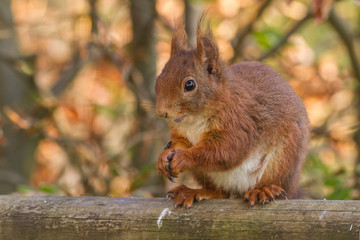 Eichhoernchen - Sciurus vulgaris 