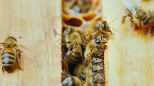 A close-up of a bee family at work, chaotic motion over wooden frames inside the hive