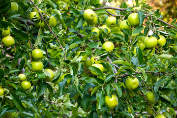 Apple tree