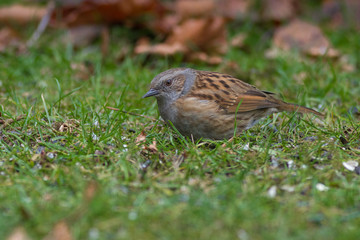 Heckenbraunelle - Prunella modularis auf einer Wiese