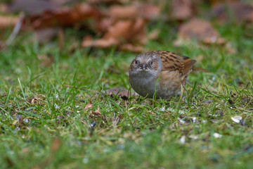 Heckenbraunelle - Prunella modularis auf einer Wiese