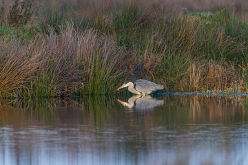 Graureiher - Ardea cinerea in einem Teich auf der Jagt nach Fischen