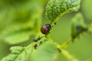 Colorado beetle macro eating potato leaf