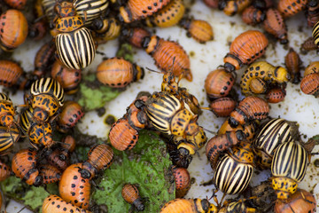 Colorado beetles and larvae. Pests of potatoes