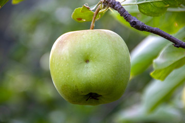 Apple tree