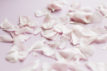 Petals of tender pink flowers on pink background