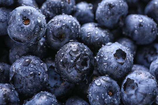 Fresh ripe blueberries with drops of water, closeup