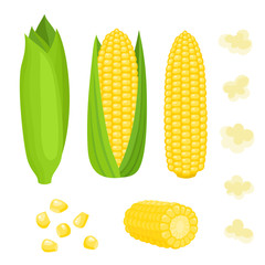 Bright vector collection of colorful yellow corn isolated on white