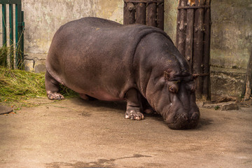 Great hippo in the Riga Zoo.