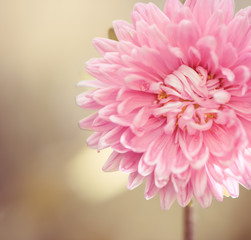 pink summer flower at abstract background