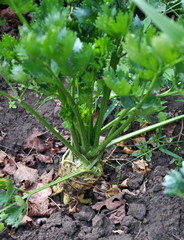 In organic soil parsnip grows