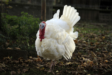 Truthuhn (Meleagris gallopavo)