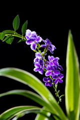 Obraz premium Beautiful purple flower of Golden Dew Drop, Pigeon Berry, Sky Flower ( Duranta erecta ), also known as Lilac-flowered Golden Dewdrop, is a species of flowering shrub in the verbena family Verbenaceae.